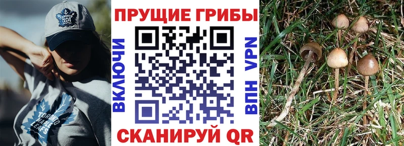 купить наркотик  Салаир  Галлюциногенные грибы Psilocybe 